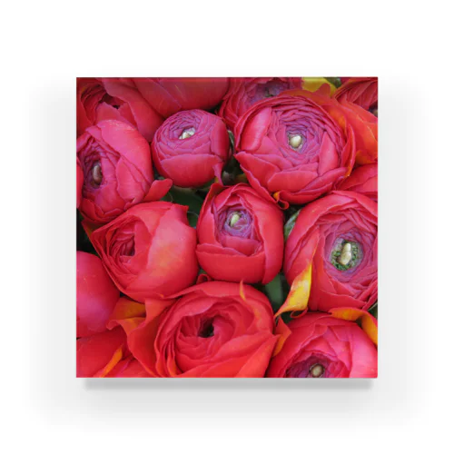 red peony Acrylic Block