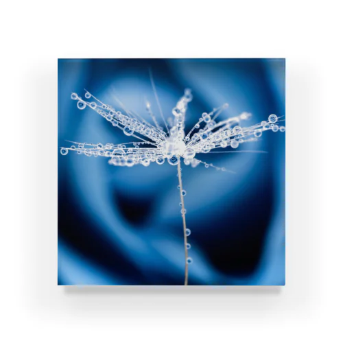 BlueRose Drop(151029-1) Acrylic Block