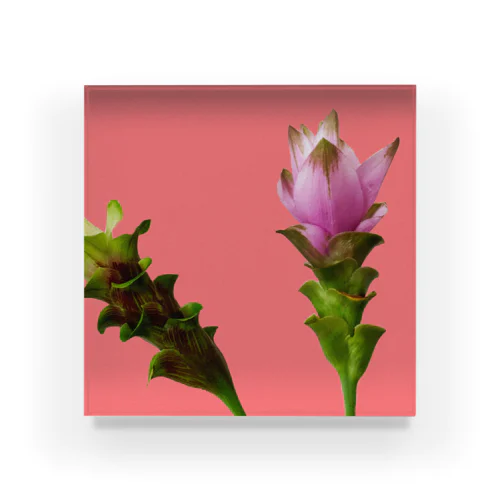 Curcuma alismatifolia -pink アクリルブロック
