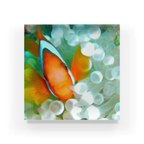 NEMO Acrylic Block