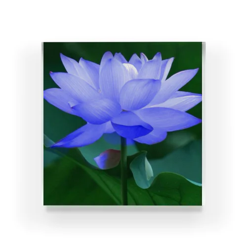 Bluewaterlily Acrylic Block