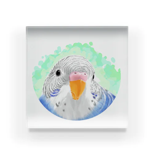 セキセイインコ　オパーリン【まめるりはことり】 Acrylic Block