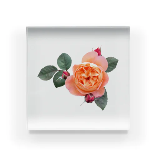 【ロマン】蕾と葉のついたオレンジピンクの薔薇 Acrylic Block