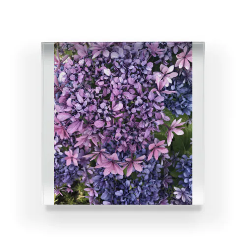 紫陽花 アクリルブロック
