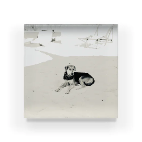 Cool Beach DOG Acrylic Block