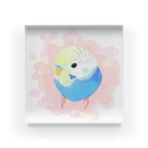 まるまるセキセイインコ【まめるりはことり】 Acrylic Block