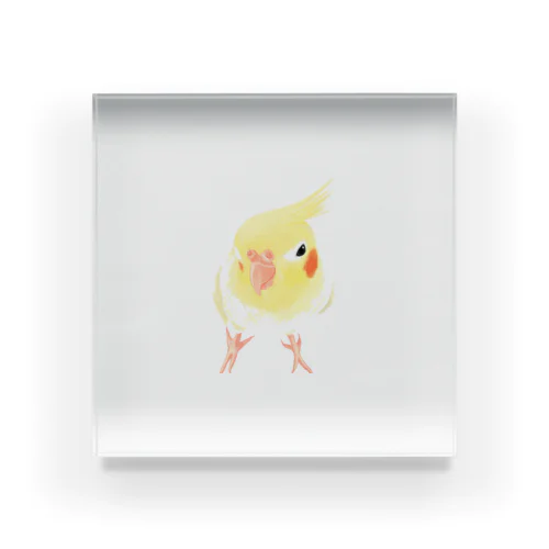 オカメインコ　おすましルチノー【まめるりはことり】 Acrylic Block