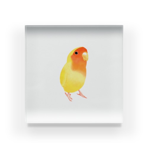 コザクラインコ　おすましルチノー【まめるりはことり】 Acrylic Block