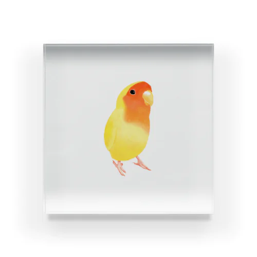 コザクラインコ　おすましルチノー【まめるりはことり】 Acrylic Block