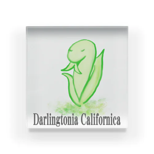 Darlingtonia Californica アクリルブロック