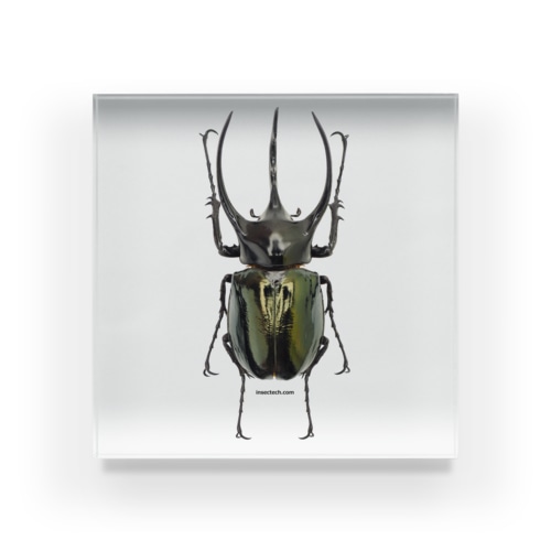 コーカサスオオカブトムシ Acrylic Block