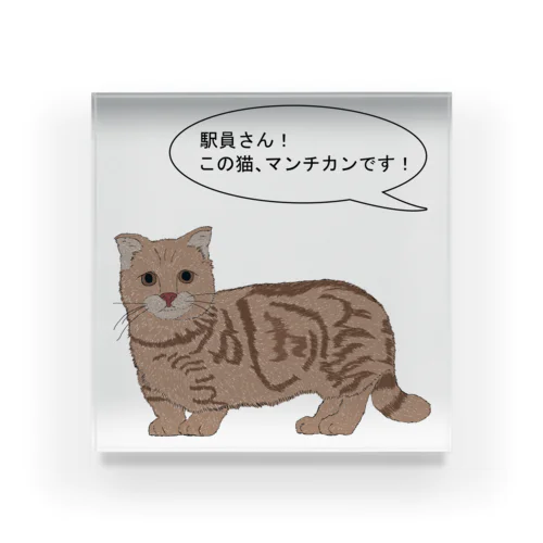 駅員さん!この猫、マンチカンです! アクリルブロック