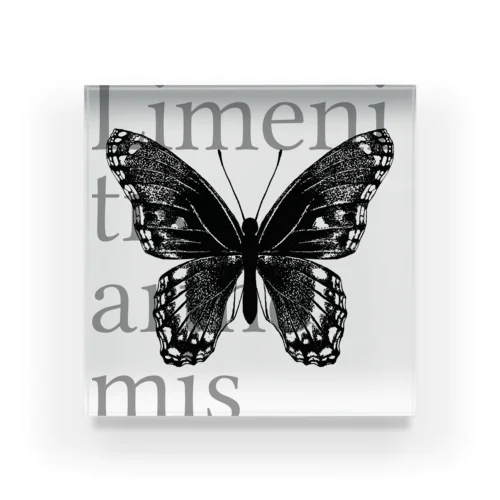 Limenitis arthemis アクリルブロック