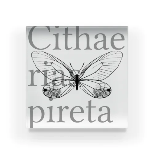 Cithaerias pireta アクリルブロック