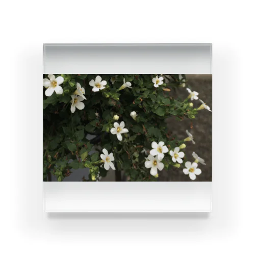 white flower アクリルブロック