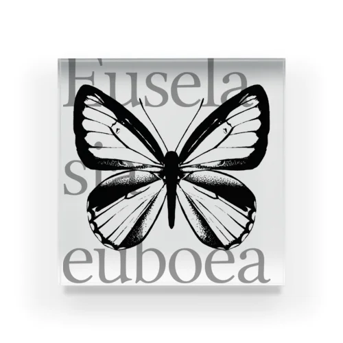 Euselasia euboea Acrylic Block