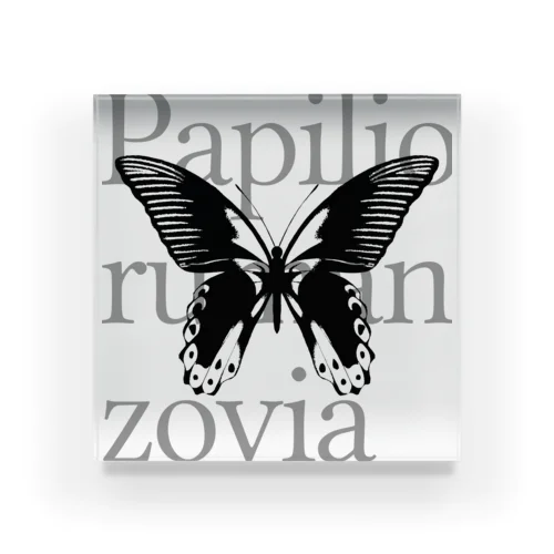 Papilio rumanzovia アクリルブロック