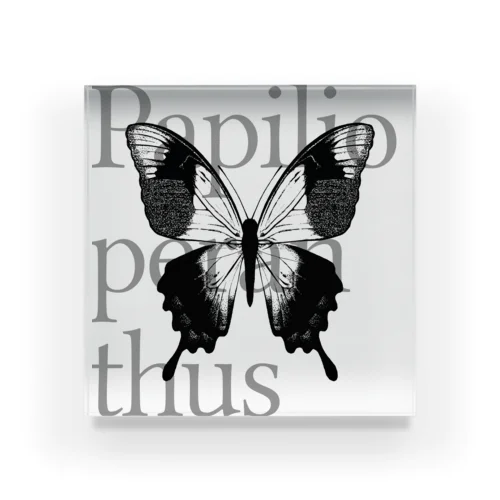 Papilio peranthus アクリルブロック