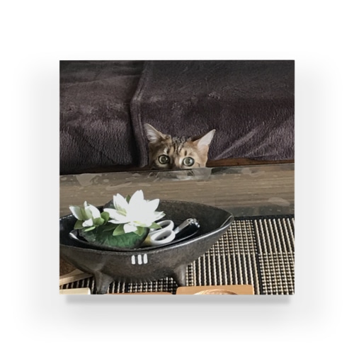 猫　Kibi Acrylic Block
