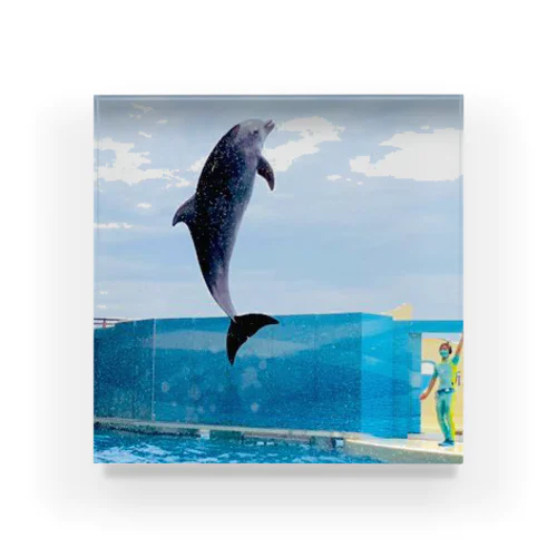 (コラボ)Dolphin Jump!(Photo by @gb_s8) アクリルブロック