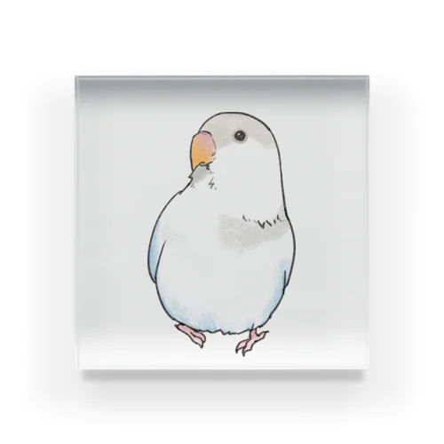 おすましコザクラインコ　らむねちゃん【まめるりはことり】 Acrylic Block