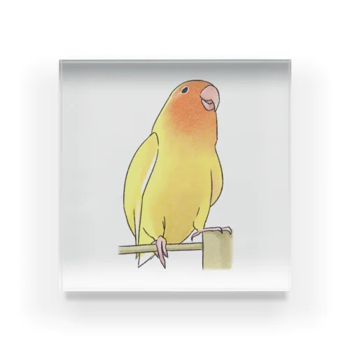 得意げ可愛い　コザクラインコちゃん【まめるりはことり】 Acrylic Block