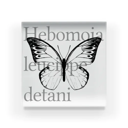 Hebomoia leucippe detani  アクリルブロック