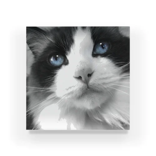 Mimi-blue eyes  Acrylic Block