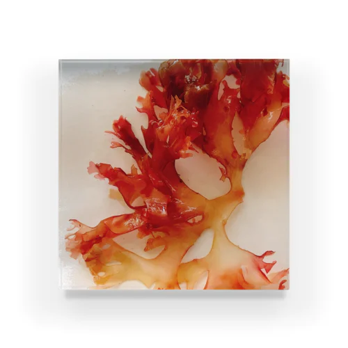 pink seaweed Acrylic Block