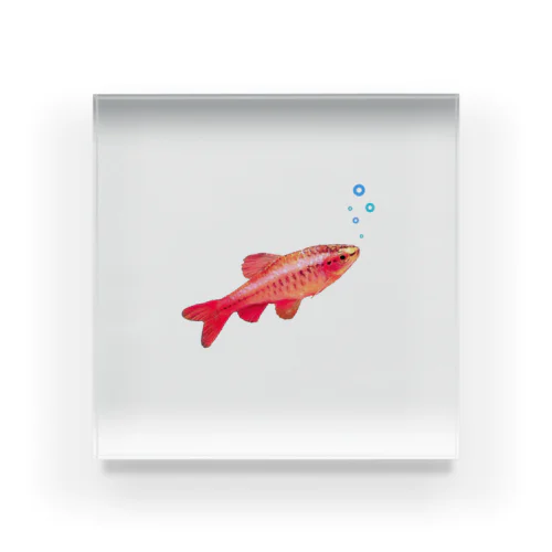 赤いお魚 Acrylic Block