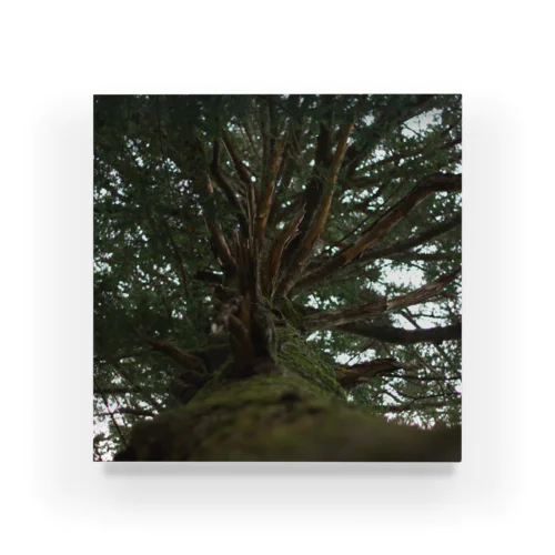 NATURE PHOTO Acrylic Block