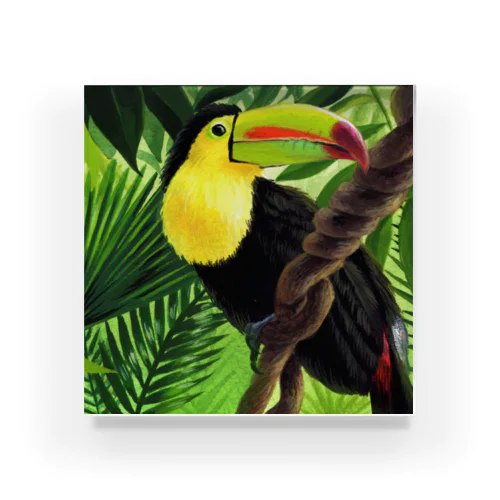 Keel billed toucan アクリルブロック