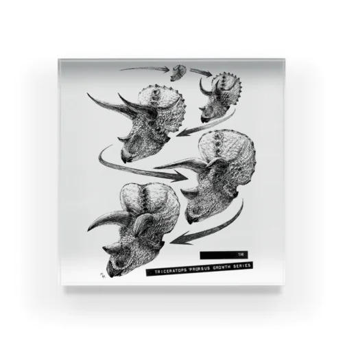 Triceratops prorsus growth series Acrylic Block