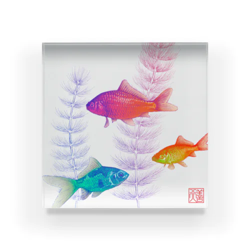 金魚（無地） Acrylic Block