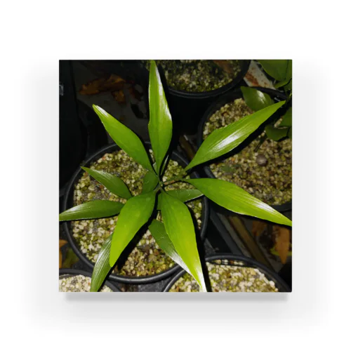 Bowenia spectabilis Acrylic Block