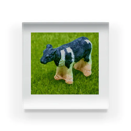 COW-2021 Acrylic Block