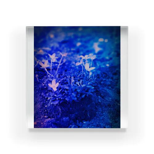 幸運の青い花💙💙💙 Acrylic Block