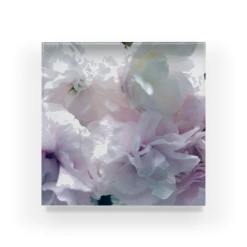 青めな桜 Acrylic Block