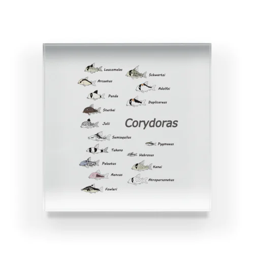 コリドラス大集合パート3 -Corydoras- アクリルブロック