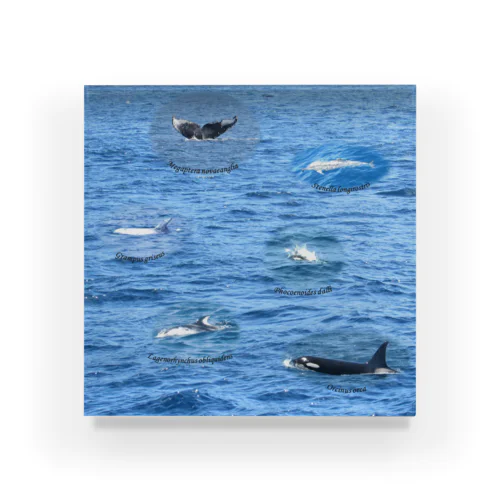 船上から見た鯨類(1) アクリルブロック