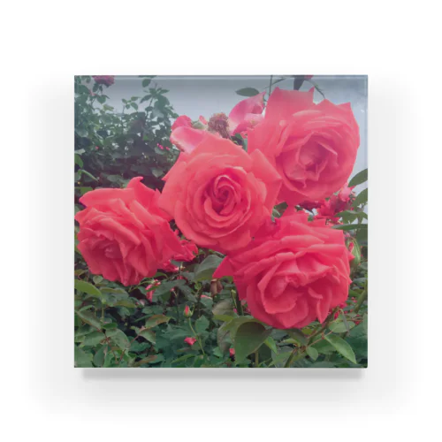 rose2_3A5 Acrylic Block