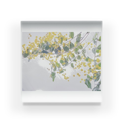 ミモザ Acrylic Block
