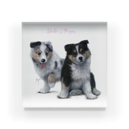 シェルティの子犬 Acrylic Block