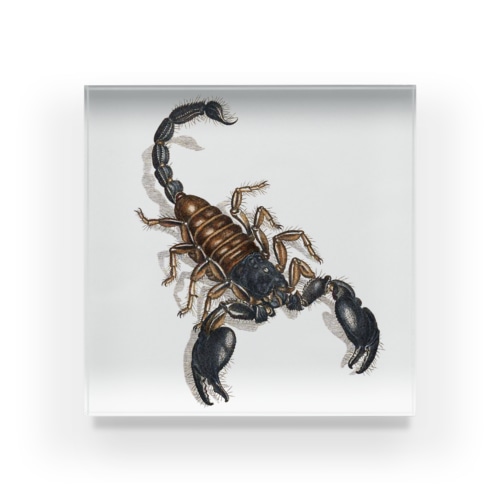 サソリ Acrylic Block