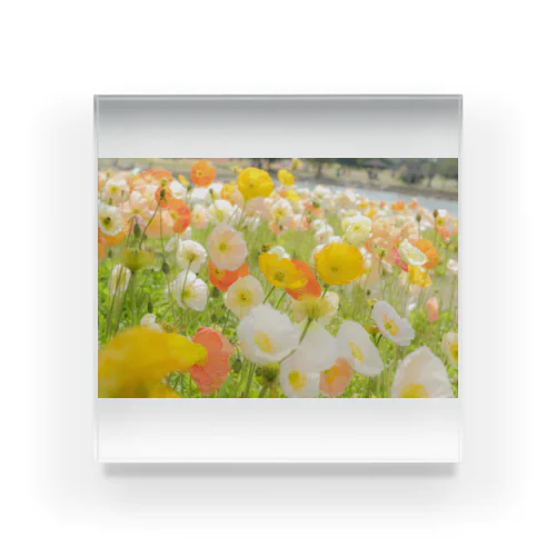 ビタミンポップ　Vitamin Popping Flowers  Acrylic Block