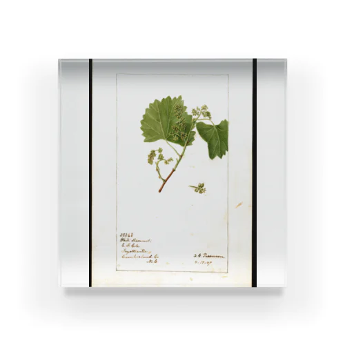  Vitis: White Staminate Acrylic Block