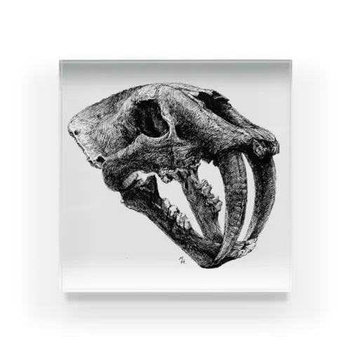 Smilodon(skull) Acrylic Block