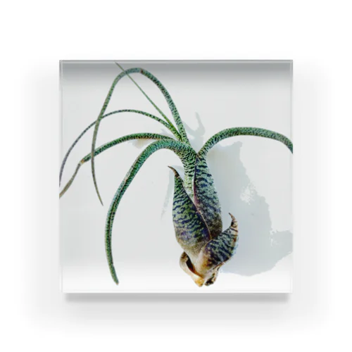 Tillandsia Acrylic Block