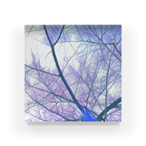 branch-aurora ( Purple ) Acrylic Block