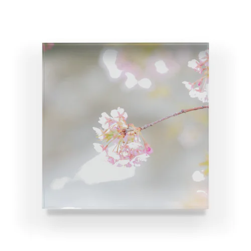 キラキラの桜 Acrylic Block